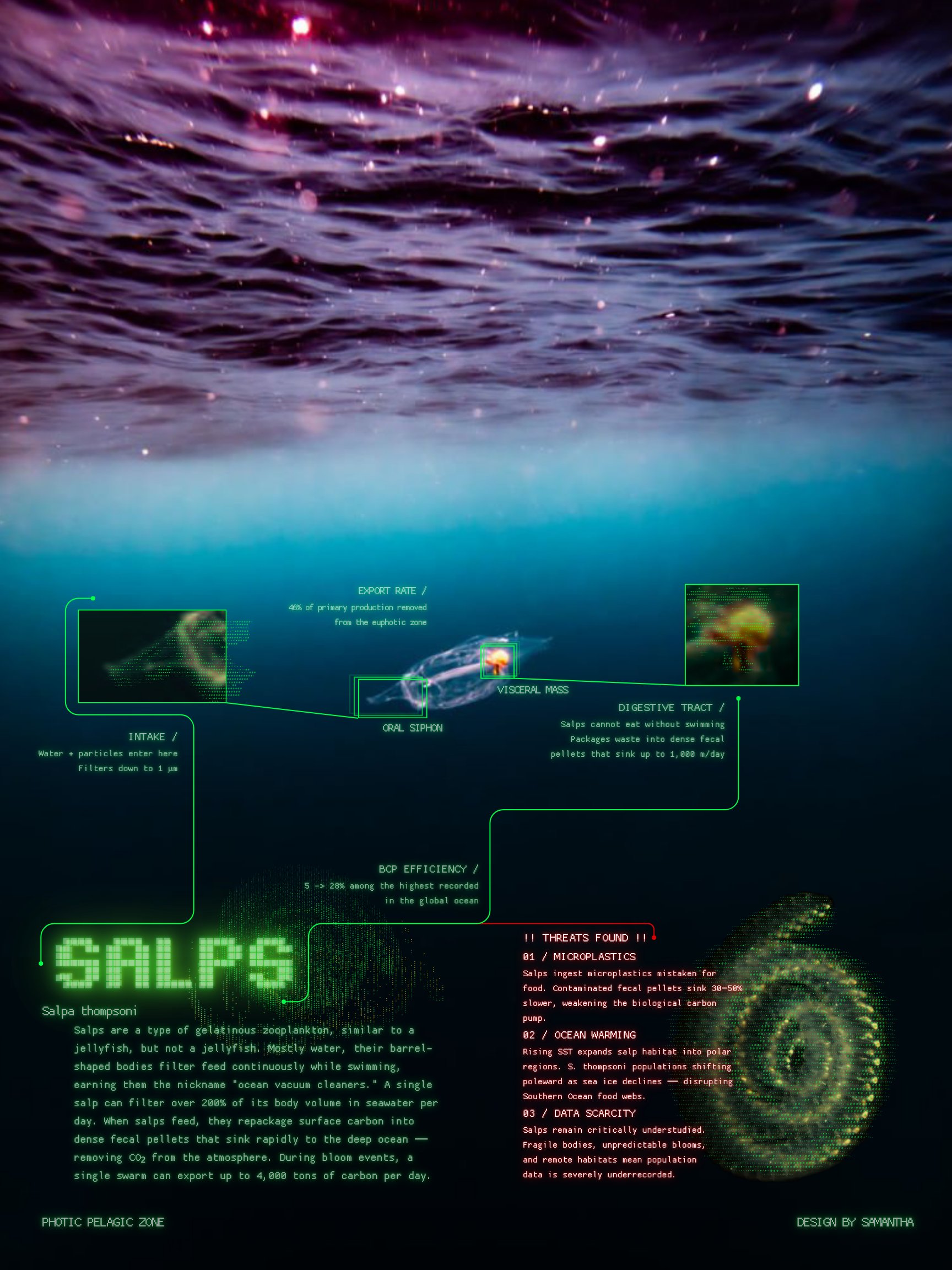 Salps infographic poster